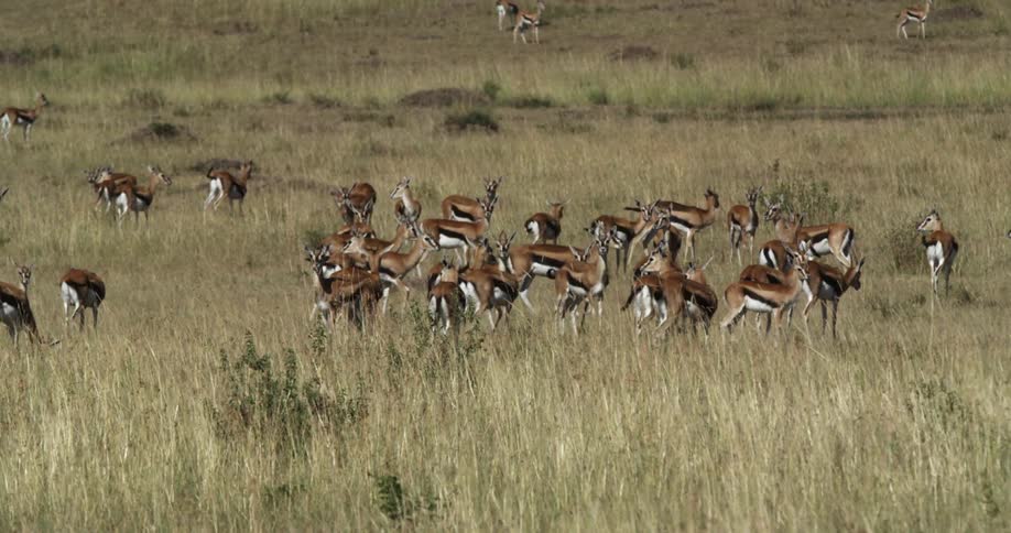 Herd of gazelles standing in a field of tall grass