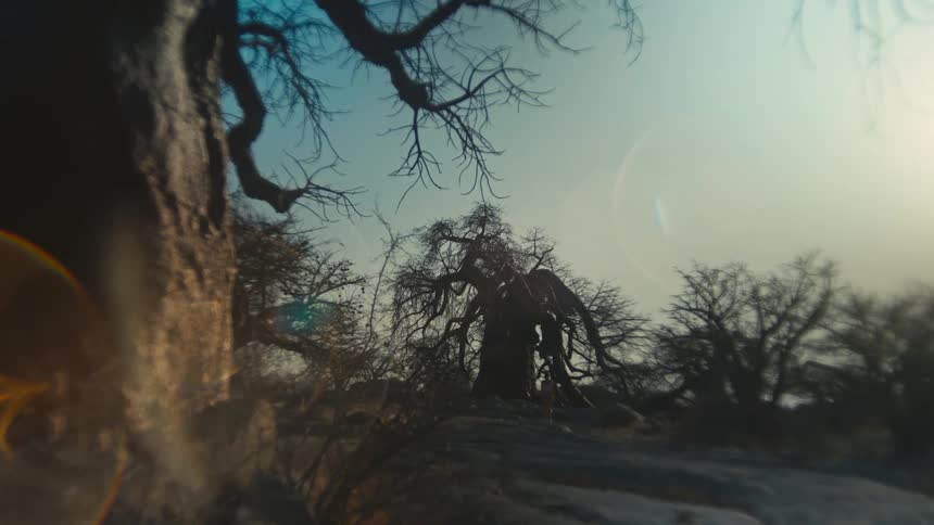 A majestic and ancient Baobab tree is silhouetted against a bright, hazy sky in this eerie, low-angle shot with cinematic lens flare