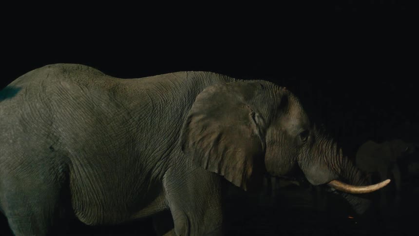 A large African elephant with ivory tusks drinks from a watering hole in the pitch black of night
