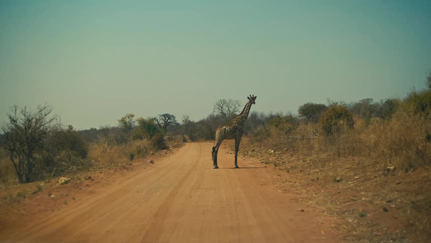 A single giraffe stands still in the middle of a dusty road in the African savanna on a sunny day