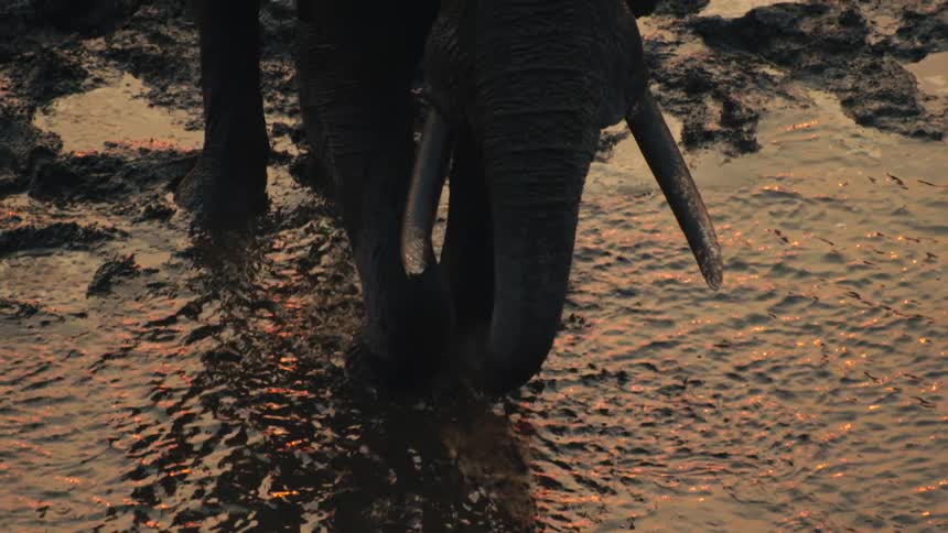 A slow-motion close-up shows an elephant drinking from a muddy watering hole, with the golden light of sunset reflecting on the water