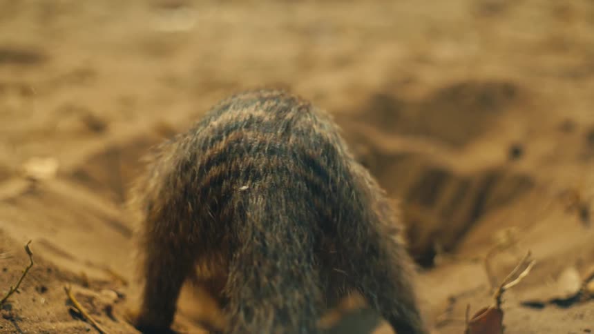 A banded mongoose is seen from behind as it vigorously digs a burrow in the sand, kicking up dust