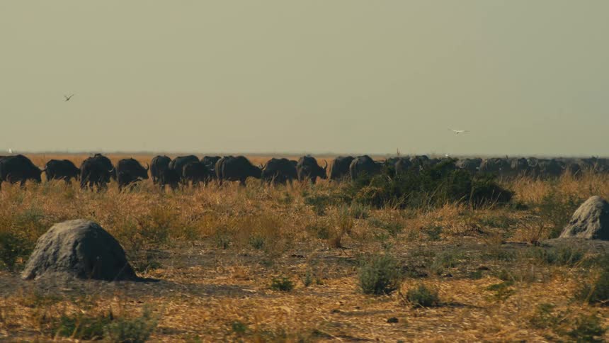 A massive herd of African buffalo grazes peacefully in a long line across the dry, golden savanna as birds fly overhead
