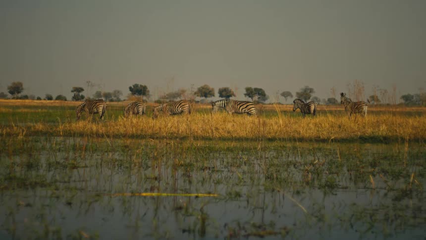 A dazzle of wild zebras graze peacefully on the grassy plains of a flooded African savanna