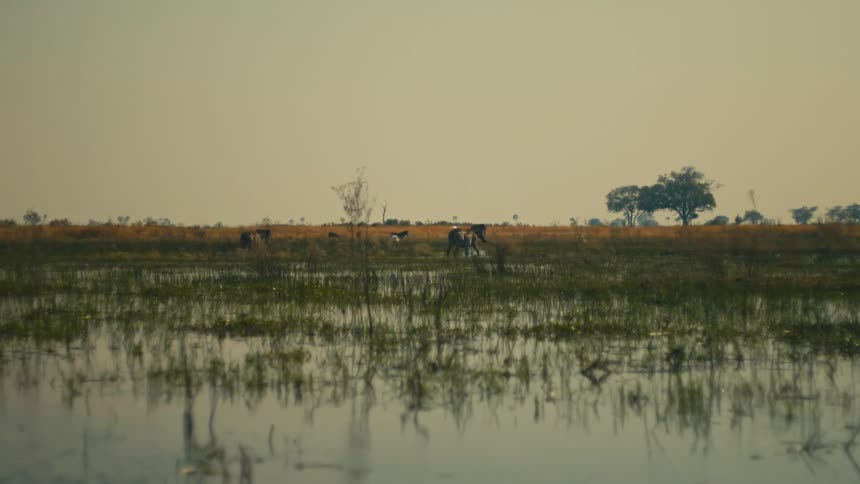 A herd of zebras grazes peacefully in the distant grasslands of a vast African wetland, as seen from the water
