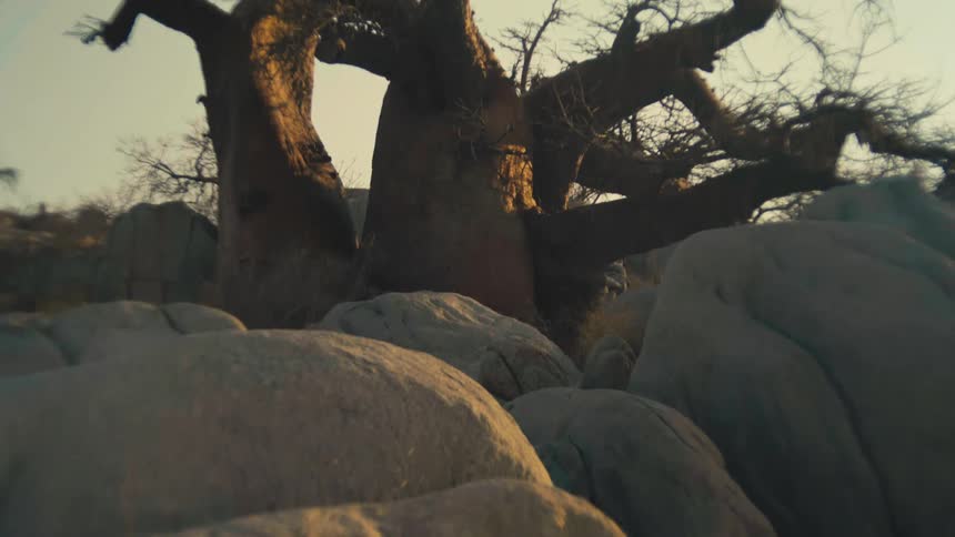 A slow upward pan from sunlit boulders reveals an ancient and majestic baobab tree at sunrise in a desert landscape