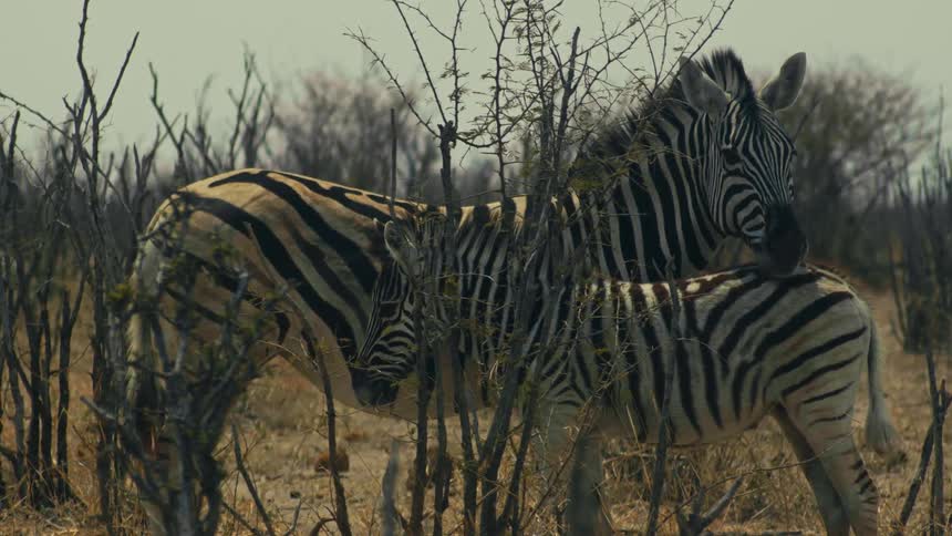 A mother zebra stands protectively with her young foal amidst the dry bushes of the African savanna