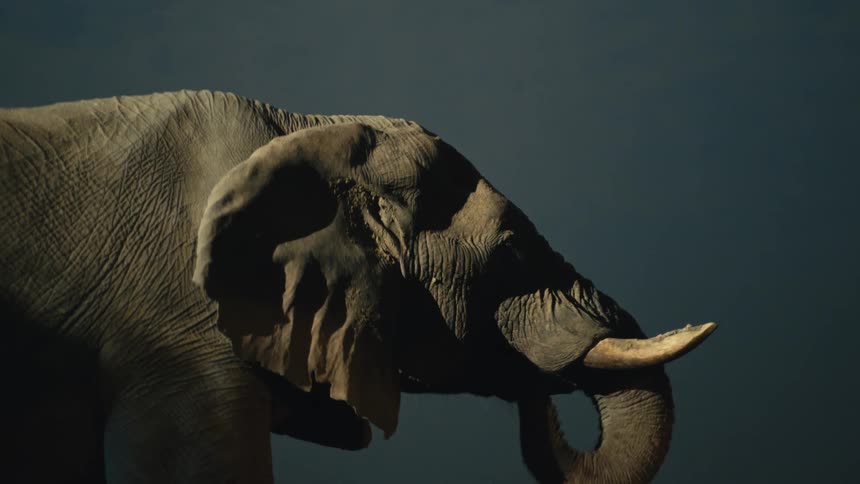 A majestic elephant stands in profile under dramatic lighting at night, flapping its ear slowly