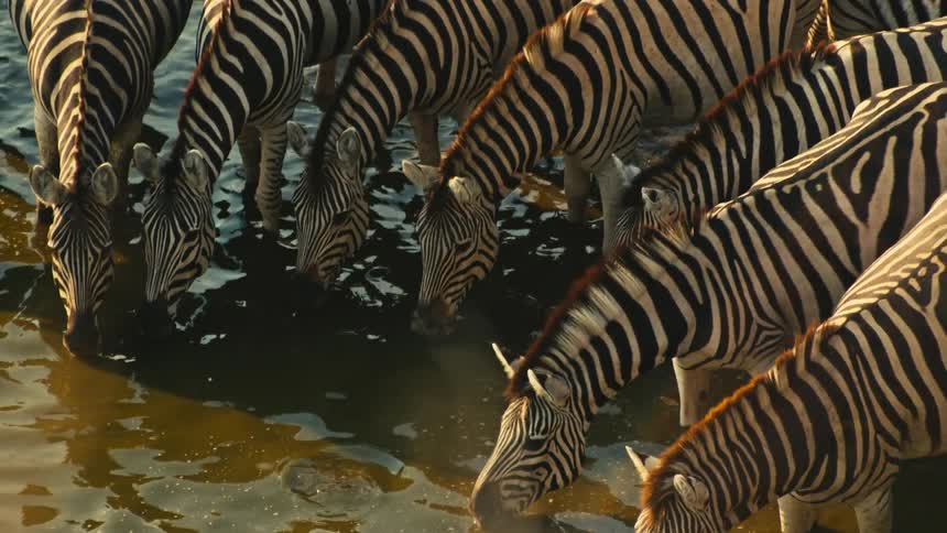 A high-angle shot captures a herd of zebras drinking water from a watering hole during golden hour