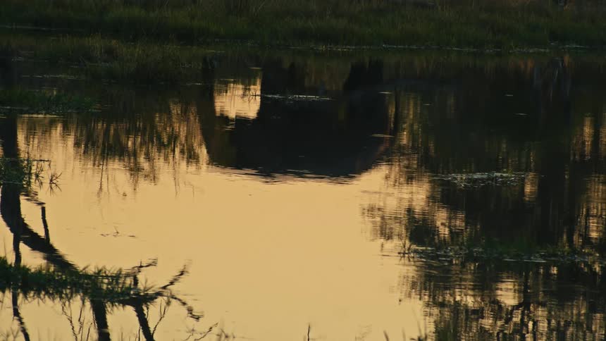 The peaceful reflection of a grassy tree-lined marsh on the calm water's surface during a golden sunset