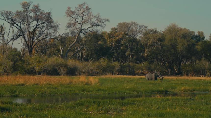 A lone elephant grazes peacefully in a lush green floodplain beside a tranquil watering hole in the African wilderness