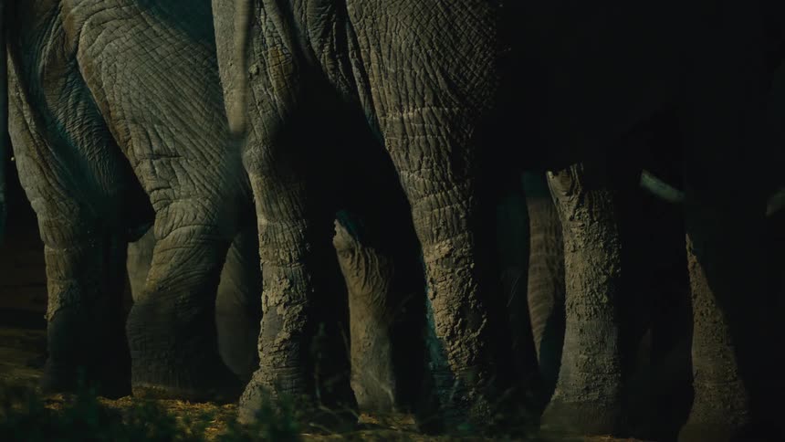 A low-angle close-up reveals a baby elephant calf standing safely between the massive legs of its herd at night