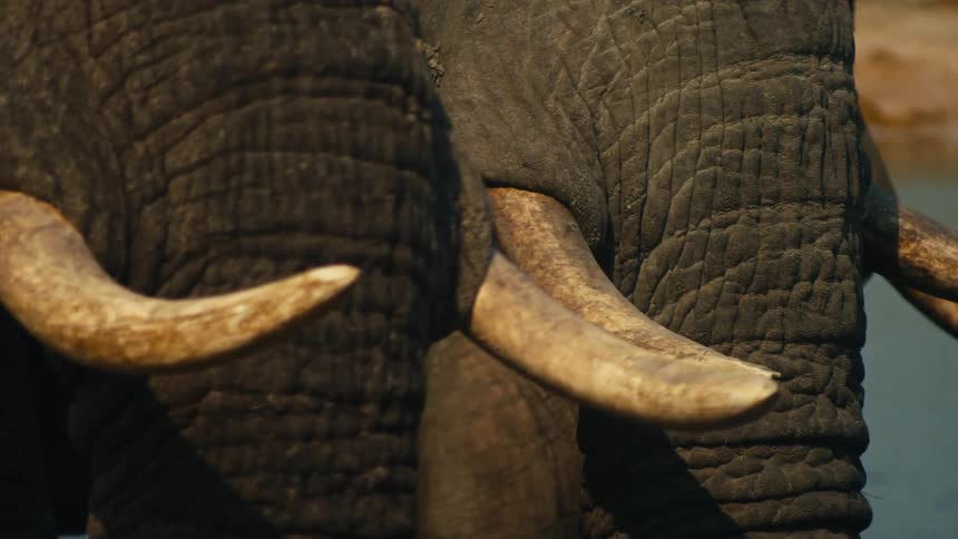 A detailed close-up shot of two African elephants' tusks and textured skin as they stand peacefully together