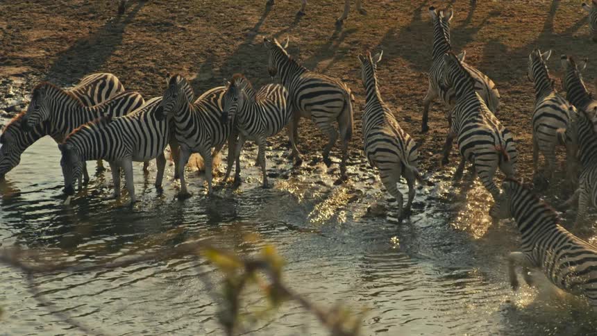 A herd of zebras drinks from a watering hole at golden hour before getting spooked and running away in slow motion