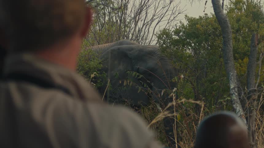An over-the-shoulder view of a person watching a large African elephant partially hidden in the dense jungle brush