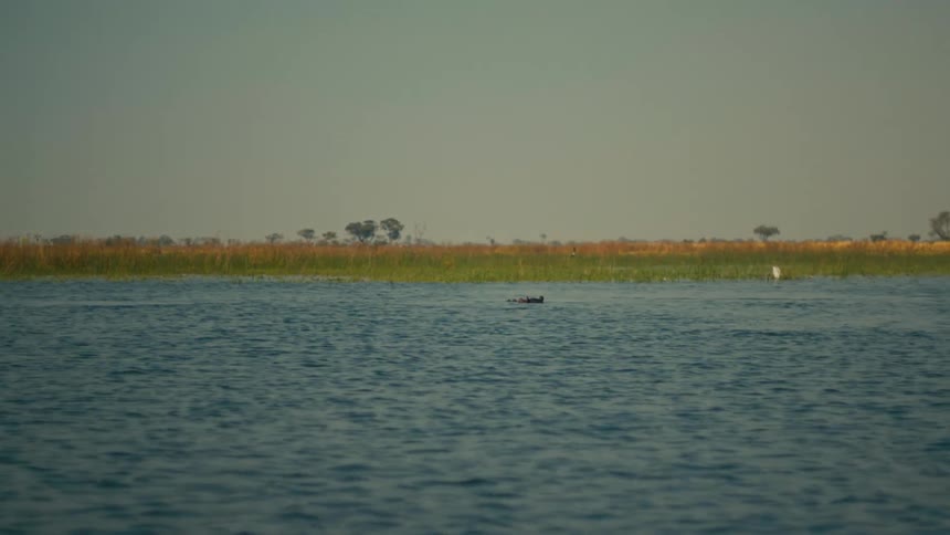 A pod of wild hippos relaxes in the calm waters of an African river, occasionally submerging and spraying water from their nostrils