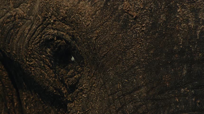 An extreme close-up of an elephant's eye and the surrounding wrinkled, muddy skin