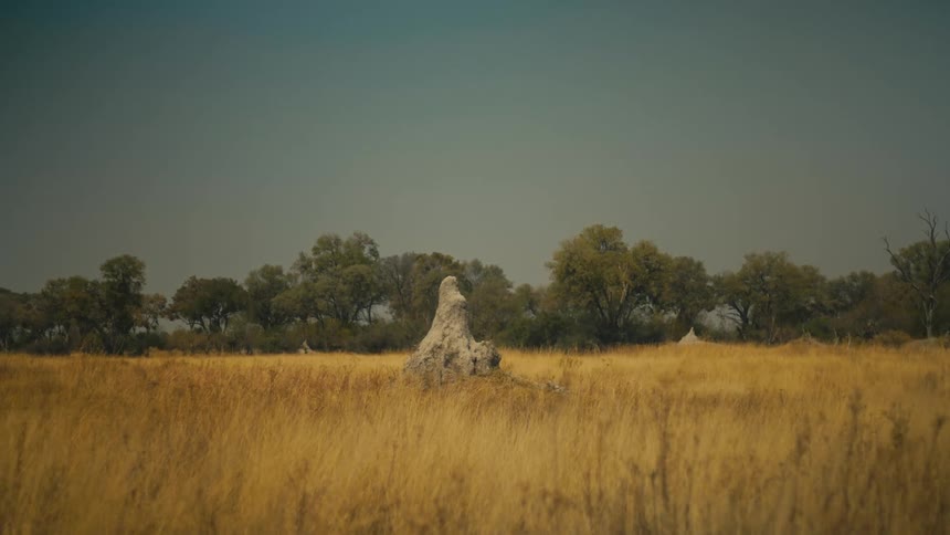 A wide, static shot captures a large termite mound in the middle of a vast and dry African savanna