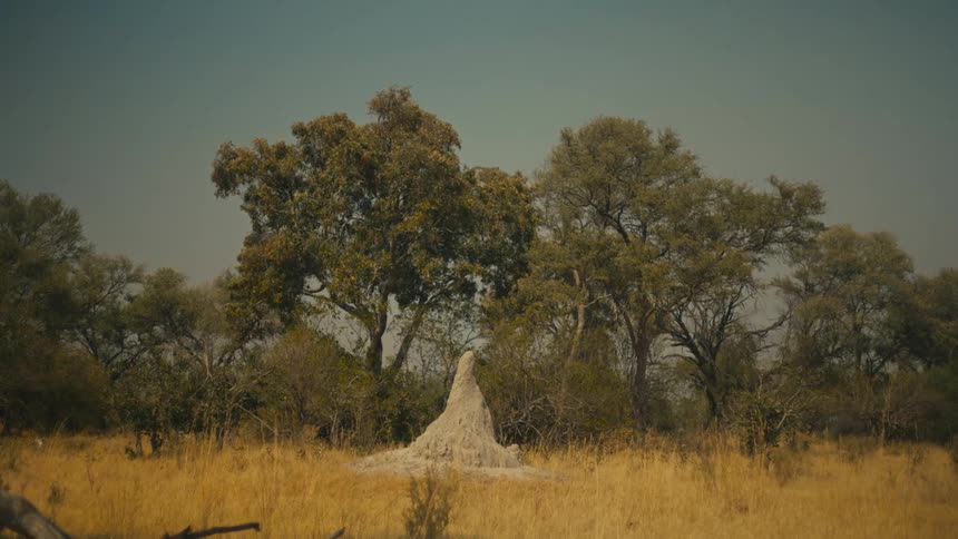 A classic African savanna landscape featuring a large termite mound amidst dry grasses and lush green trees
