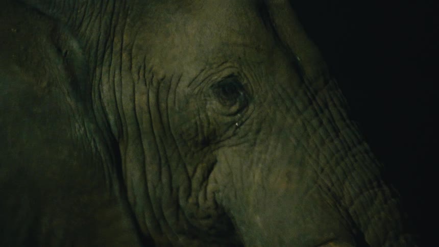 An extreme close-up, shaky shot captures the details of an elephant's eye and wrinkled skin in the dark of night