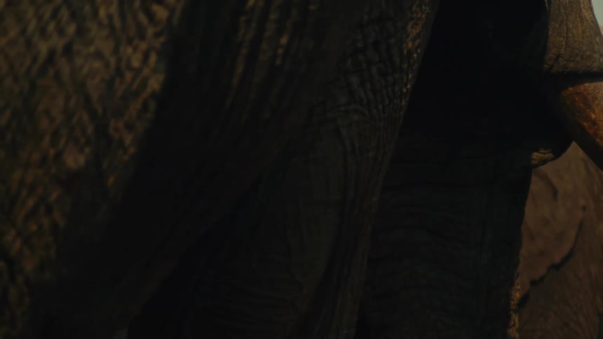 An extreme close-up of an elephant's eye and wrinkled skin, with another elephant's tusk and trunk passing by in dramatic lighting