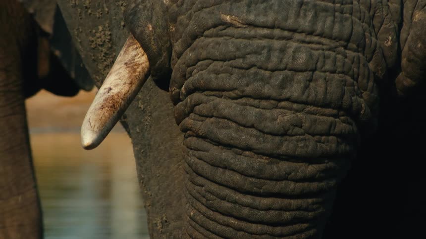 An extreme close-up shot shows the intricate detail of an elephant's textured trunk and tusk in slow motion