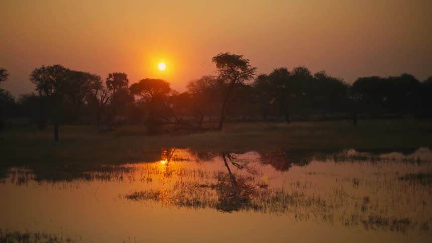 A stunning golden sunset reflects beautifully on a tranquil watering hole in the African savanna as birds fly across the sky