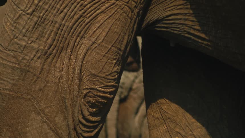An extreme close-up of a baby elephant protected and hidden between the legs of adult elephants in a herd