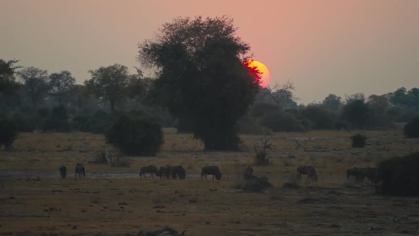 A herd of wildebeest graze peacefully on the African savanna as the sun sets