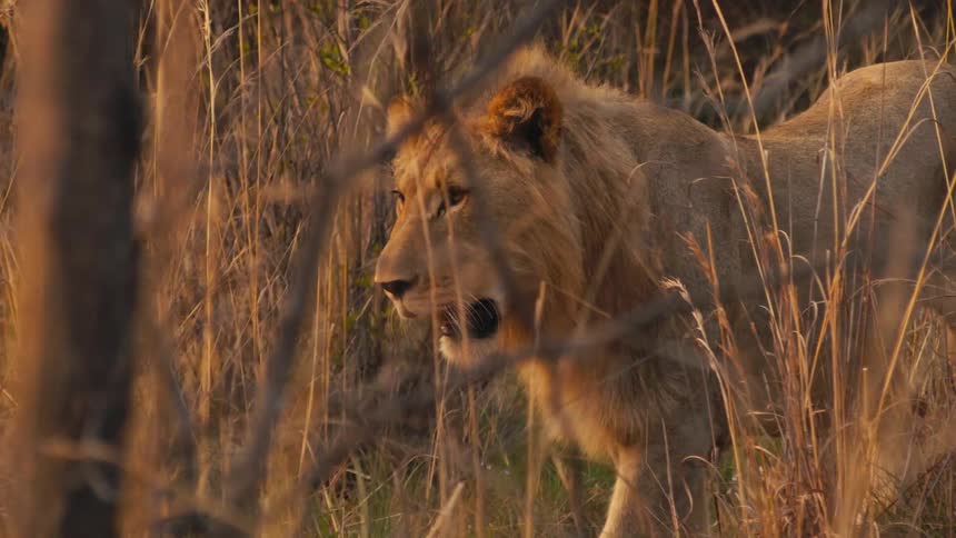 A powerful male lion walks through the tall golden grass of the African savanna at sunset