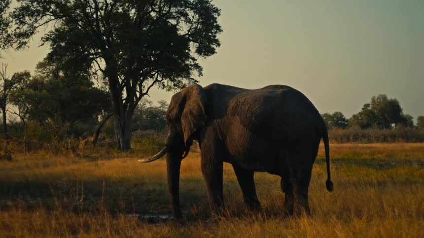 A majestic male African elephant stands peacefully in the tall golden grass of the savanna at sunset