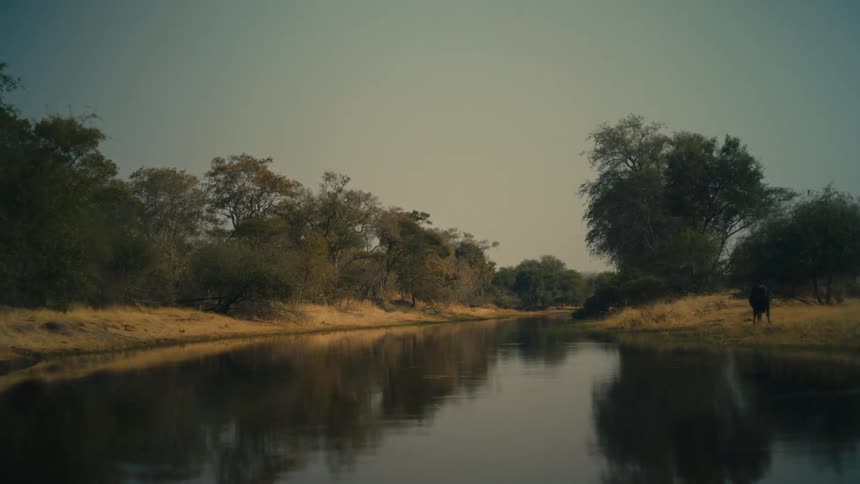 Slowly floating down a tranquil river through the wild African savanna as a buffalo grazes on the shore