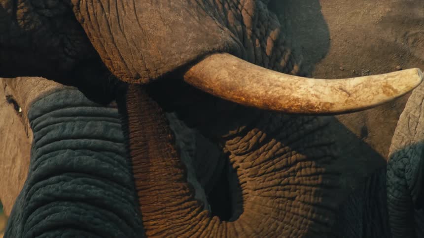 A majestic African elephant's eye and tusk are shown in an extreme close-up, revealing the intricate textures of its weathered skin in the warm, golden light