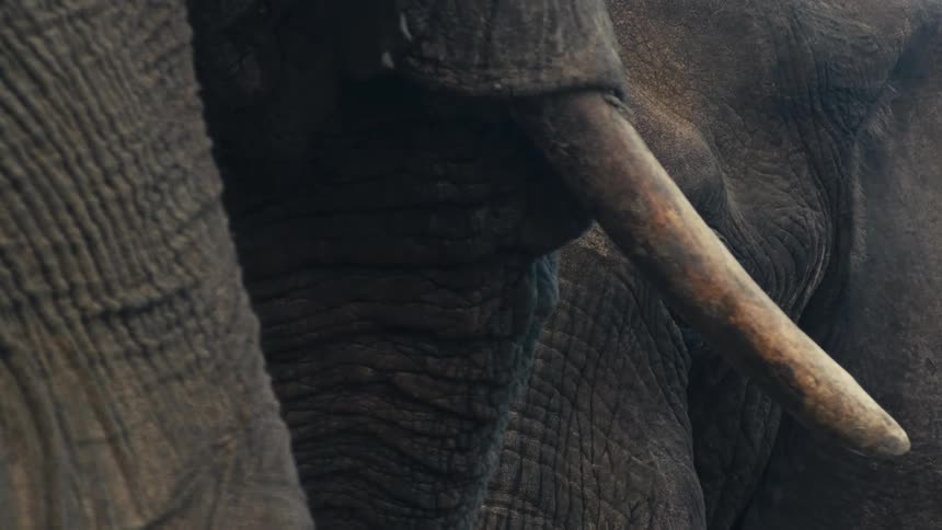 An extreme close-up shot reveals the intricate and weathered texture of an elephant's skin, tusk, and eye
