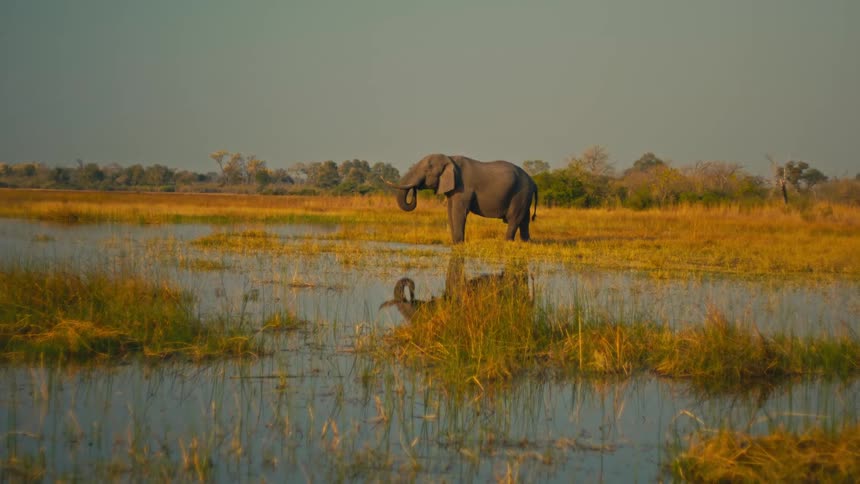A lone African elephant drinks water from a vast, golden-lit marshland with its reflection on the surface