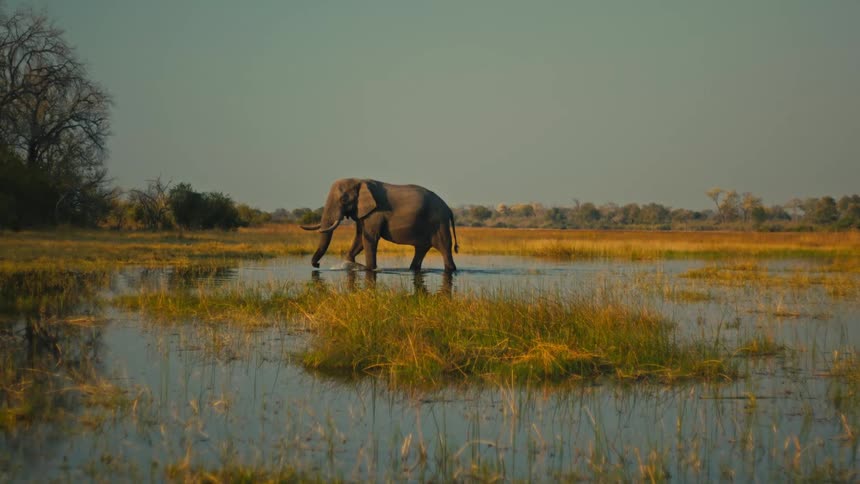A lone African elephant wades through the shallow, grassy waters of the savanna before stopping for a drink