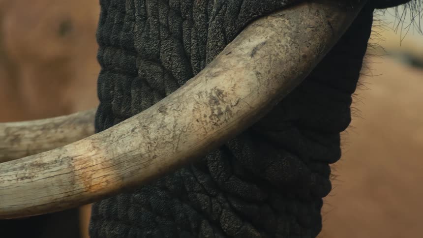A dramatic extreme close-up captures the weathered textures of an elephant's wrinkled trunk and ivory tusk