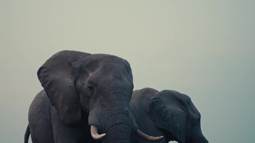 Cinemagraph loop of a majestic elephant's ears flapping gently in the wind in a slow-motion close-up