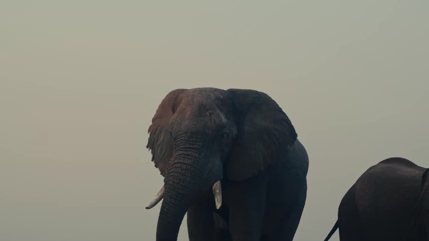 A majestic African elephant stands still, flapping its ears in slow motion against a hazy sky