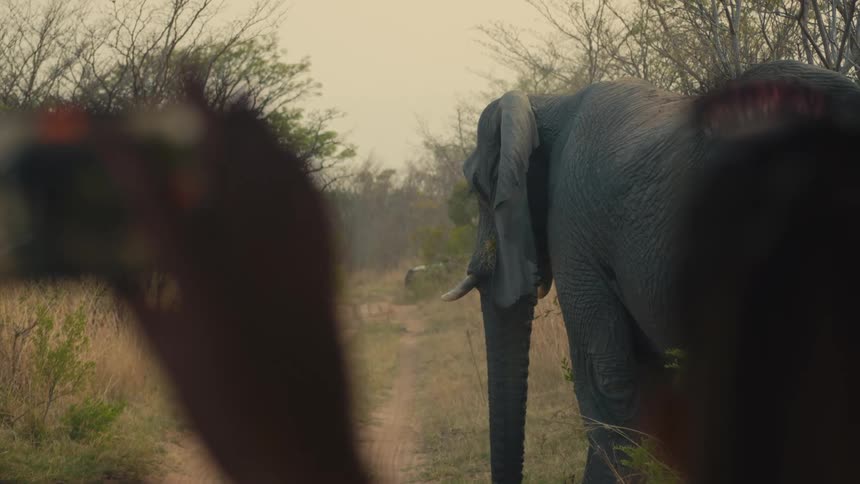 Tourists on safari take photos with a phone of a large elephant eating before it turns and walks down a dirt road