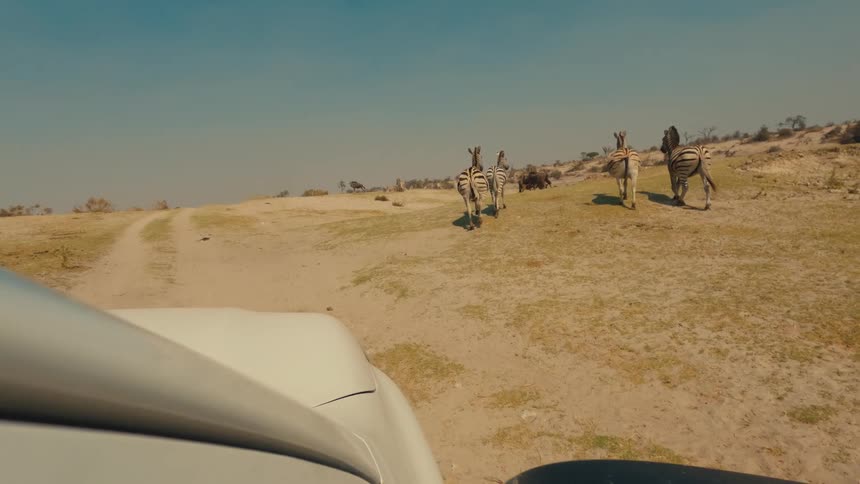 A point-of-view slow-motion shot from a safari vehicle following a small herd of zebras walking across the arid African savanna