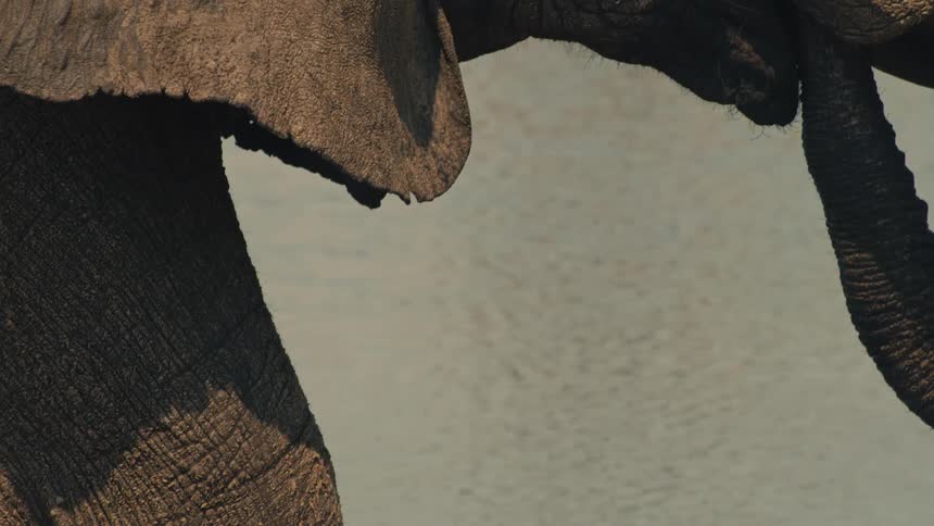 A majestic elephant raises its trunk out of the water in a dramatic slow-motion close-up