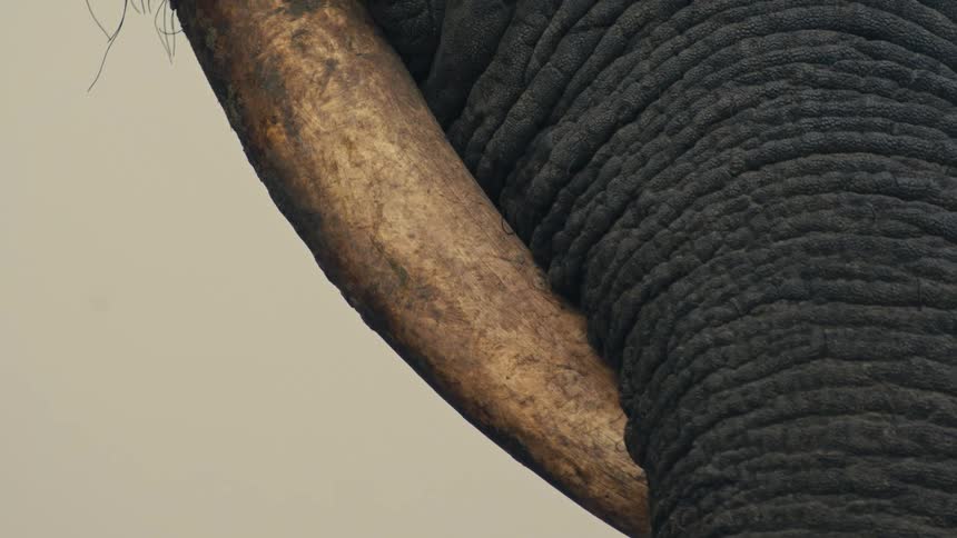 A slow-motion extreme close-up reveals the detailed texture of an elephant's trunk and tusk