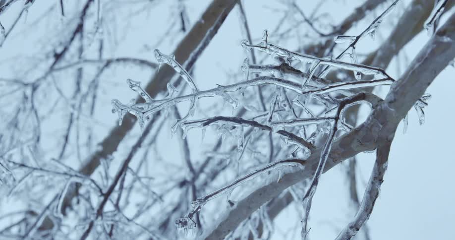 A close-up view shows tree branches completely encased in thick, clear ice with hanging icicles after a severe winter ice storm