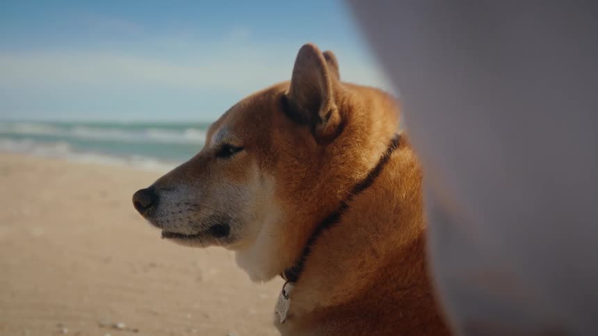 Close-up of a calm Shiba Inu dog enjoying a sunny day at the beach
