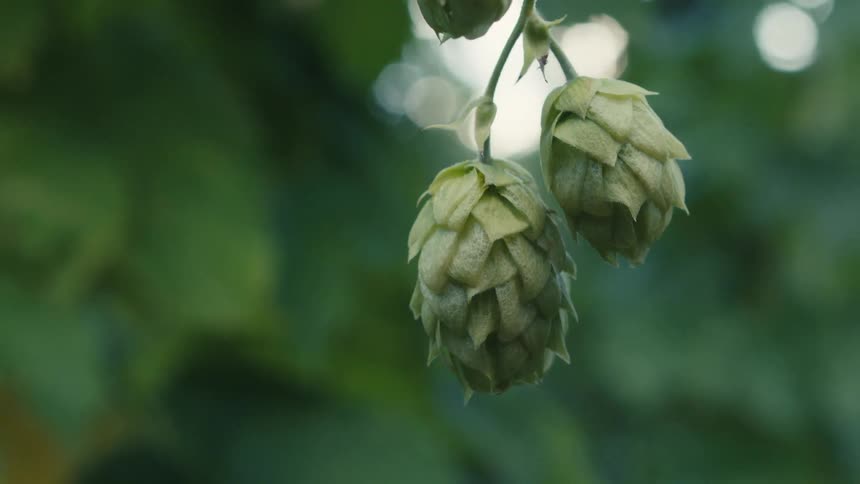 A closeup shot of fresh green hops swaying gently in the breeze on a sunny day