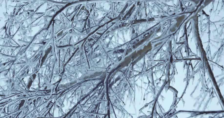 A slow pan across tree branches completely encased in a thick, clear layer of ice after a winter storm