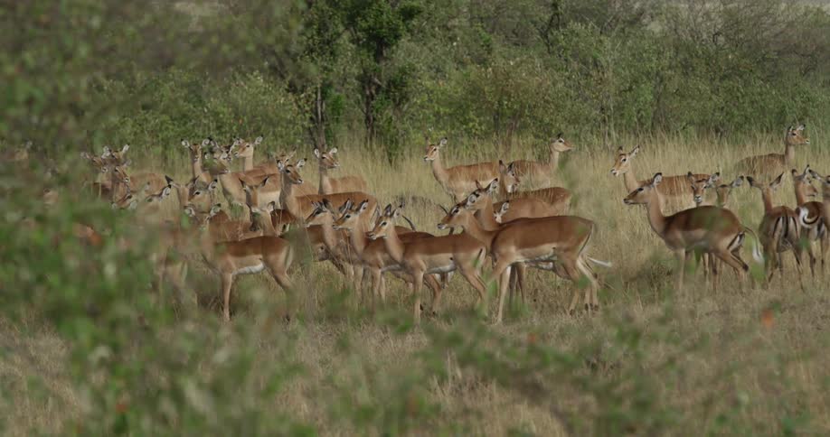 Antelope gather in a grassy area