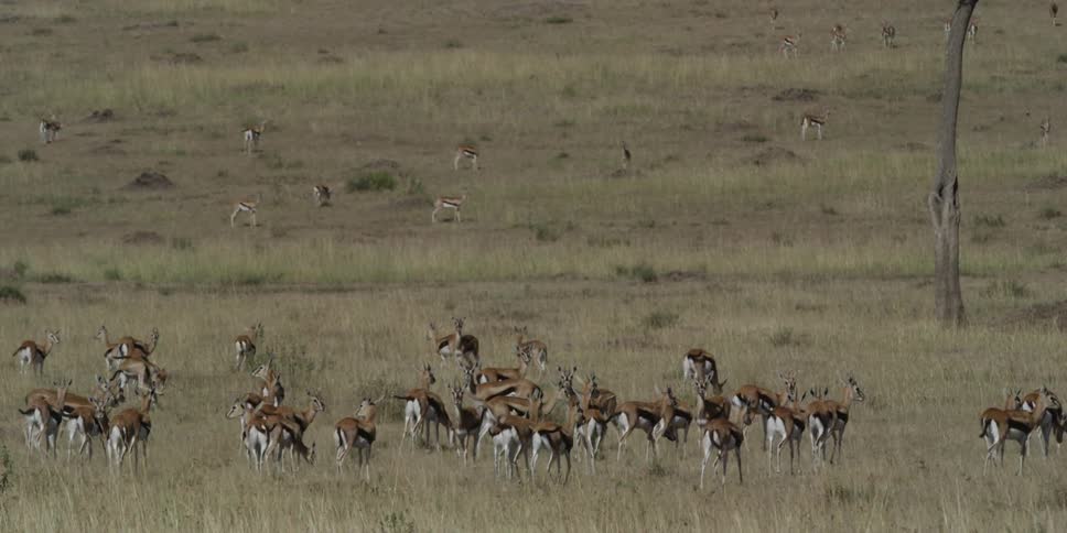 Herd of gazelles standing in a field of tall grass