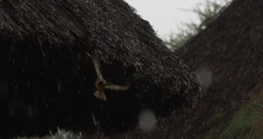 Rain falling on a bird catching a bug